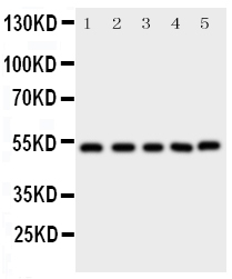 pa2115 4 WB anti smad5 antibody