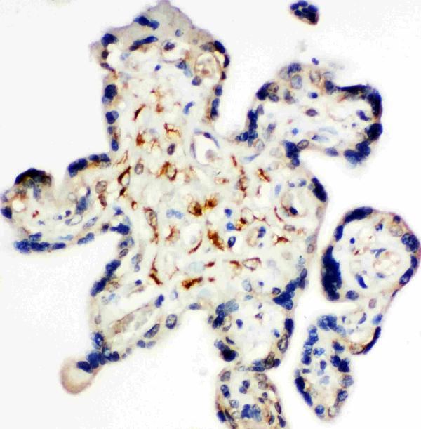 IHC analysis of Syndecan 3/SDC3 using anti-Syndecan 3/SDC3 antibody (PA2133).