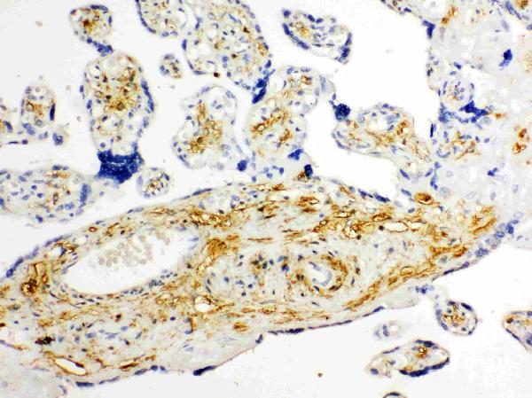 Anti-Glucose Transporter 8 antibody, PA2165, IHC(P) IHC(P): Human Placenta Tissue