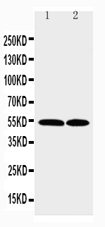 pa2176 1 WB anti ccr3 antibody