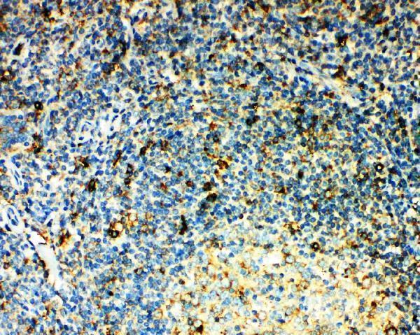 pa2176 2 IHC anti ccr3 antibody