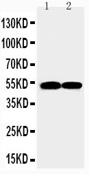 pa2179 2 WB anti fli1 antibody