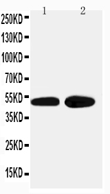 pa2197 1 WB anti alpha 2a adrenergic receptor antibody