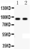 pa2200 1 WB anti li cadherin antibody