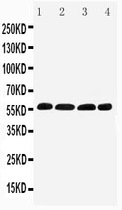 pa2208 1 WB anti irf5 antibody