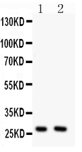 pa2213 1 WB anti olig1 antibody