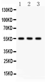 pa2228 2 WB anti pltp antibody