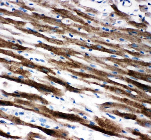 pa2232 2 IHC anti aif antibody