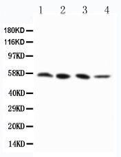 pa2242 1 WB anti rip3 antibody