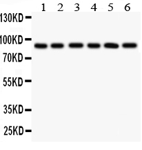 pa2246 1 WB anti tlr1 antibody