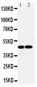 pa2248 1 WB anti avpr1a antibody