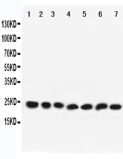 pa2281 1 WB anti rab9 antibody