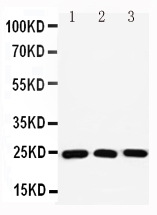 pa2282 1 WB anti rab11a antibody