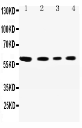 pa2294 1 WB anti syncam antibody