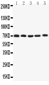 pa2297 1 WB anti kv1 4 antibody