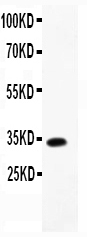 Western blot analysis of MCP4 using anti-MCP4 antibody (PB9030).