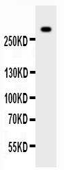 pb9062 2 WB anti vwf von willebrand factor picoband antibody