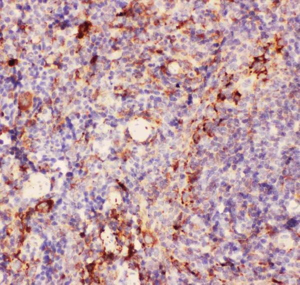 pb9140 3 IHC anti cd11b picoband antibody