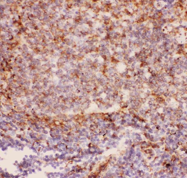 IHC analysis of CD11b using Picoband antibody