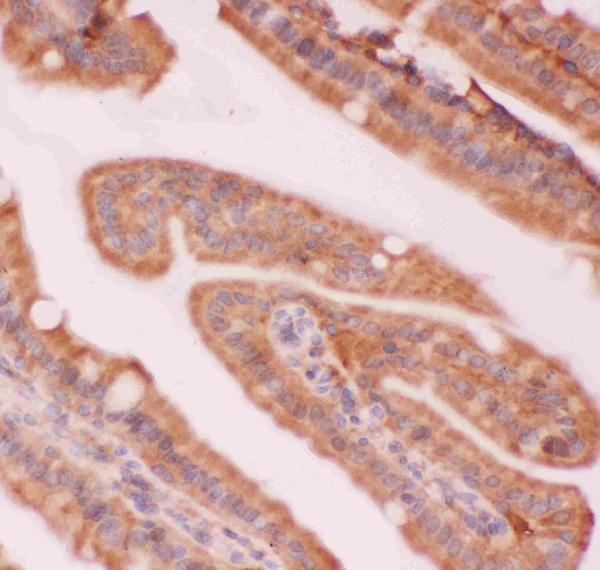 Figure 5. IHC analysis of NFkB/NFKB2 p100/p52 using anti-NFkB/NFKB2 p100/p52 antibody (PB9150). NFkB/NFKB2 p100/p52 was detected in a paraffin-embedded section of mouse intestine tissue. Heat mediated antigen retrieval was performed in EDTA buffer (pH 8.0, epitope retrieval solution). The tissue section was blocked with 10% goat serum. The tissue section was then incubated with 1 microg/ml rabbit anti-NFkB/NFKB2 p100/p52 Antibody (PB9150) overnight at 4°C. Biotinylated goat anti-rabbit IgG was used as secondary antibody and incubated for 30 minutes at 37°C. The tissue section was developed using Strepavidin-Biotin-Complex (SABC) (Catalog # SA1022) with DAB as the chromogen.