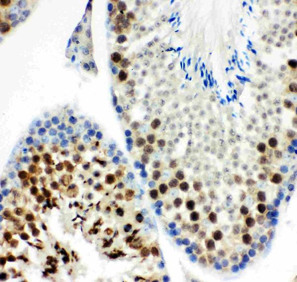 Anti-MCAK antibody, PB9230, IHC(P) IHC(P): Mouse Testis Tissue