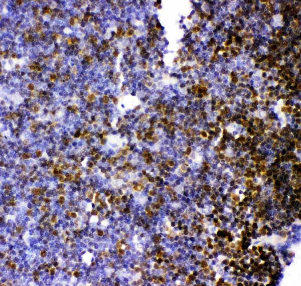 Anti-MCAK antibody, PB9230, IHC(P) IHC(P): Rat Thymus Tissue