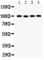 pb9272 2_1 WB anti trp 7 picoband antibody