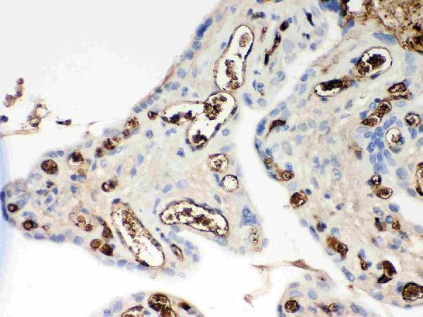  IHC analysis of Apolipoprotein E using anti-Apolipoprotein E antibody (PB9327)