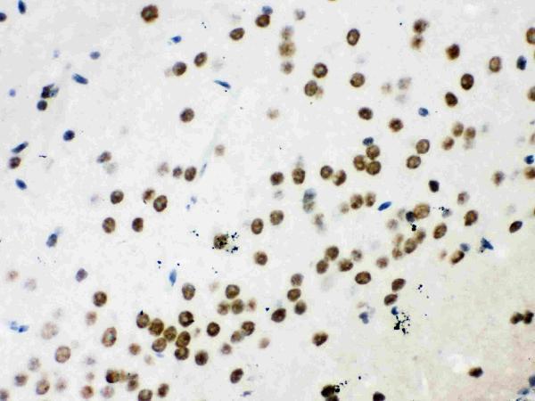 pb9462 2 IHC anti wnt2b picoband antibody