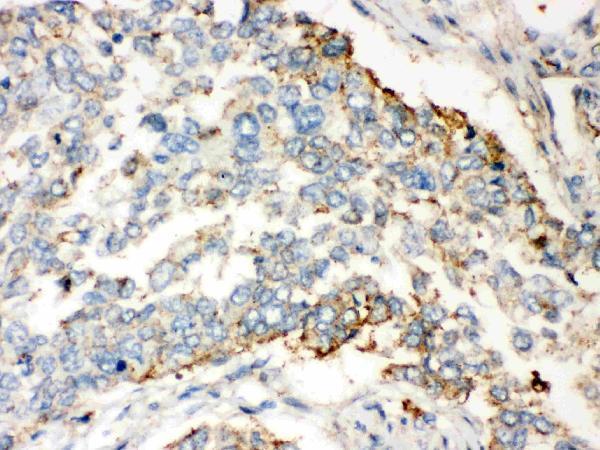 pb9462 4 IHC anti wnt2b picoband antibody