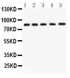 pb9476 1_3 WB anti aplp1 picoband antibody