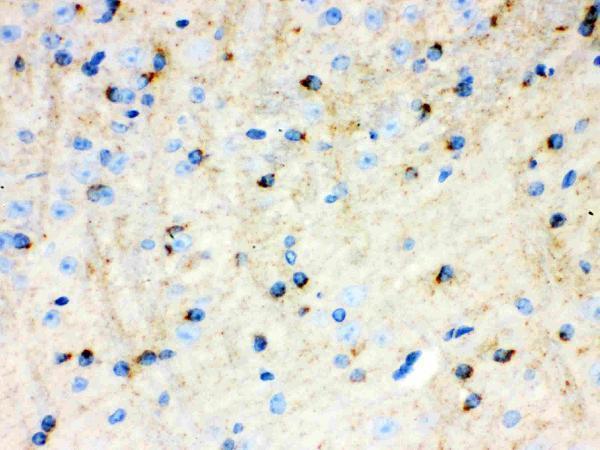 pb9476 2_2 IHC anti aplp1 picoband antibody