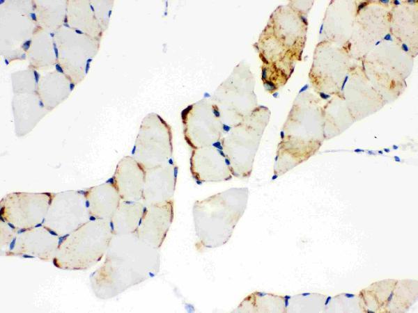 pb9491 2 IHC anti cpt1b picoband antibody