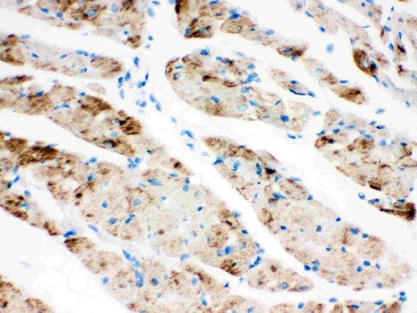 pb9491 3 IHC anti cpt1b picoband antibody