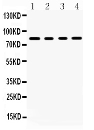 Western blot analysis of SP4 using anti-SP4 antibody (PB9558).