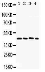 Figure 1. Western blot analysis of FRA2 using anti-FRA2 antibody (PB9591). Electrophoresis was performed on a 5-20% SDS-PAGE gel at 70V (Stacking gel) / 90V (Resolving gel) for 2-3 hours. Lane 1: Rat Lung Tissue Lysate at 50ug, Lane 2: HEPG2 Whole Cell Lysate at 40ug, Lane 3: A549 Whole Cell Lysate at 40ug, Lane 4: SW620 Whole Cell Lysate at 40ug. After electrophoresis, proteins were transferred to a nitrocellulose membrane at 150 mA for 50-90 minutes. Blocked the membrane with 5% non-fat milk/TBS for 1.5 hour at RT. The membrane was incubated with rabbit anti-FRA2 antigen affinity purified polyclonal antibody (Catalog # PB9591) at 0.5 microg/mL overnight at 4°C, then washed with TBS-0.1%Tween 3 times with 5 minutes each and probed with a goat anti-rabbit IgG-HRP secondary antibody at a dilution of 1:5000 for 1.5 hour at RT. The signal is developed using an Enhanced Chemiluminescent detection (ECL) kit (Catalog # EK1002) with Tanon 5200 system. A specific band was detected for FRA2 at approximately 43 kDa. The expected band size for FRA2 is at 35 kDa.