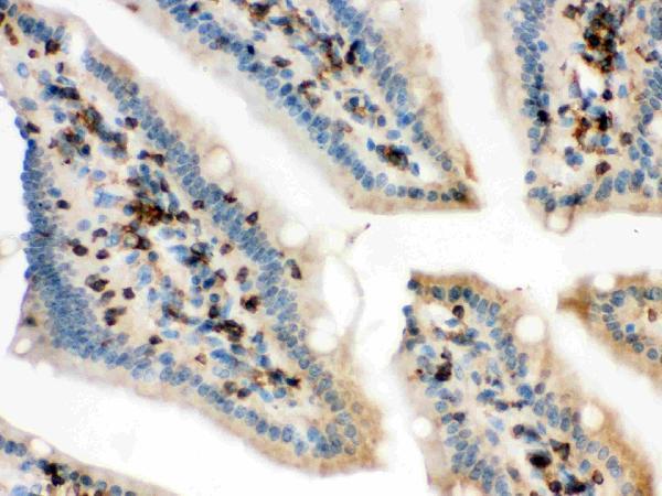pb9620 2 IHC anti cofilin picoband antibody