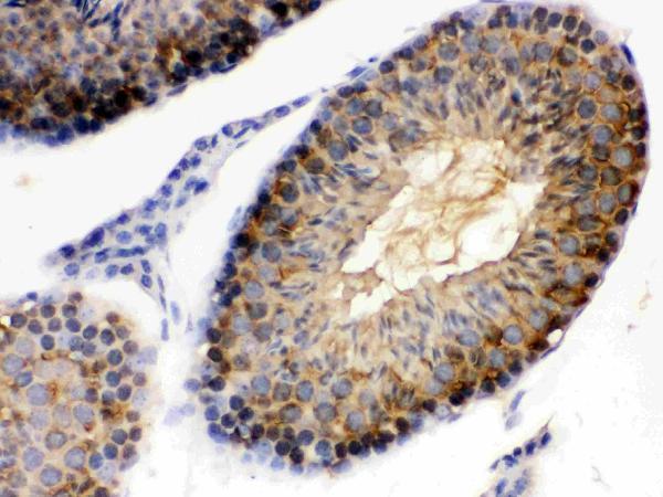 pb9635 2 IHC anti hsp90 alpha picoband antibody