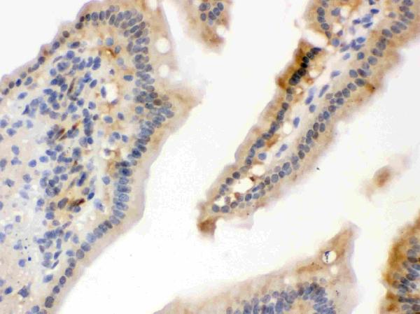 Figure 2. IHC analysis of Hsp70 using anti-Hsp70 antibody (PB9638). Hsp70 was detected in a paraffin-embedded section of mouse intestine tissue. Heat mediated antigen retrieval was performed in EDTA buffer (pH 8.0, epitope retrieval solution). The tissue section was blocked with 10% goat serum. The tissue section was then incubated with 1 microg/ml rabbit anti-Hsp70 Antibody (PB9638) overnight at 4°C. Biotinylated goat anti-rabbit IgG was used as secondary antibody and incubated for 30 minutes at 37°C. The tissue section was developed using Strepavidin-Biotin-Complex (SABC) (Catalog # SA1022) with DAB as the chromogen.