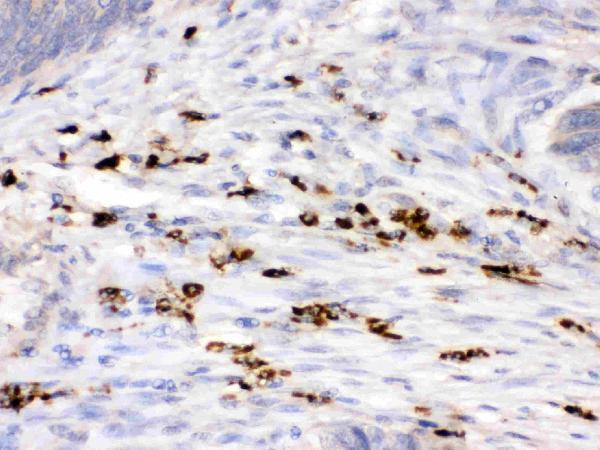 pb9663 2 IHC anti lysozyme picoband antibody