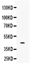 Figure 1. Western blot analysis of B3GNT8 using anti-B3GNT8 antibody (PB9686). Electrophoresis was performed on a 5-20% SDS-PAGE gel at 70V (Stacking gel) / 90V (Resolving gel) for 2-3 hours. Lane 1: HELA Whole Cell Lysate at 40ug. After electrophoresis, proteins were transferred to a nitrocellulose membrane at 150 mA for 50-90 minutes. Blocked the membrane with 5% non-fat milk/TBS for 1.5 hour at RT. The membrane was incubated with rabbit anti-B3GNT8 antigen affinity purified polyclonal antibody (Catalog # PB9686) at 0.5 microg/mL overnight at 4°C, then washed with TBS-0.1%Tween 3 times with 5 minutes each and probed with a goat anti-rabbit IgG-HRP secondary antibody at a dilution of 1:5000 for 1.5 hour at RT. The signal is developed using an Enhanced Chemiluminescent detection (ECL) kit (Catalog # EK1002) with Tanon 5200 system. A specific band was detected for B3GNT8 at approximately 43 kDa. The expected band size for B3GNT8 is at 43 kDa.