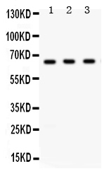 pb9692 1 WB anti chk2 picoband antibody