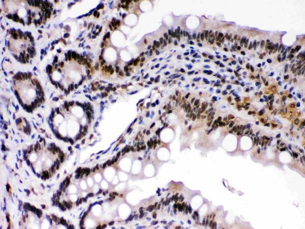 pb9741 2 IHC anti c rel picoband antibody