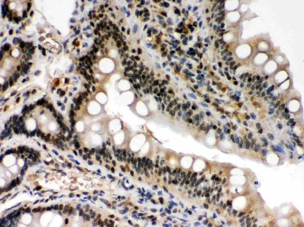 pb9741 3 IHC anti c rel picoband antibody