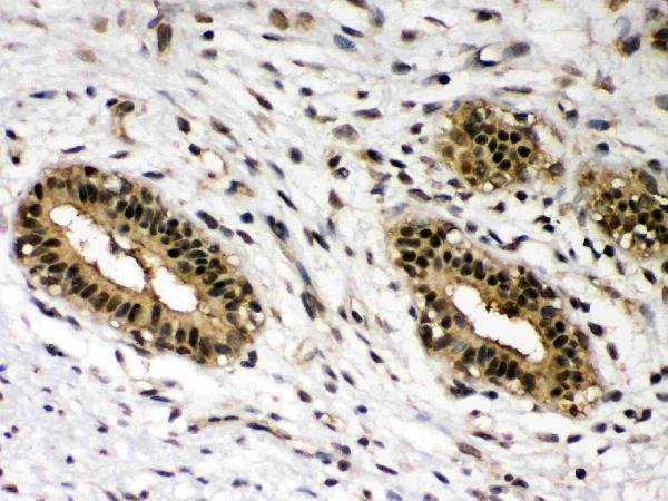 pb9741 4 IHC anti c rel picoband antibody
