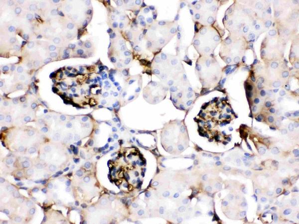 Figure 3. IHC analysis of APOA1 using anti-APOA1 antibody (PB9844). APOA1 was detected in a paraffin-embedded section of mouse kidney tissue. Heat mediated antigen retrieval was performed in EDTA buffer (pH 8.0, epitope retrieval solution). The tissue section was blocked with 10% goat serum. The tissue section was then incubated with 1 microg/ml rabbit anti-APOA1 Antibody (PB9844) overnight at 4°C. Biotinylated goat anti-rabbit IgG was used as secondary antibody and incubated for 30 minutes at 37°C. The tissue section was developed using Strepavidin-Biotin-Complex (SABC) (Catalog # SA1022) with DAB as the chromogen.