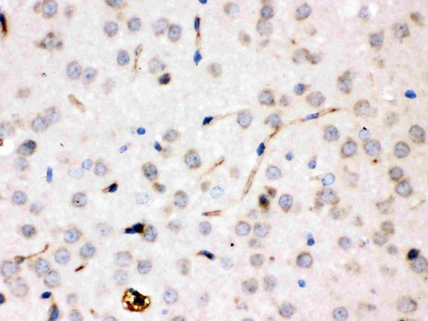 pb9853 2 IHC anti ceruloplasmin picoband antibody