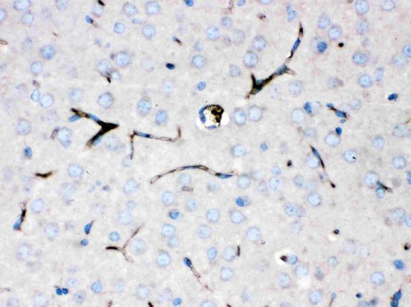 pb9853 3 IHC anti ceruloplasmin picoband antibody