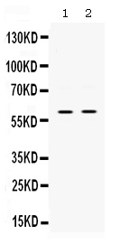 Figure 1. Western blot analysis of SKAP55 using anti-SKAP55 antibody (PB9890). Electrophoresis was performed on a 5-20% SDS-PAGE gel at 70V (Stacking gel) / 90V (Resolving gel) for 2-3 hours. The sample well of each lane was loaded with 30 ug of sample under reducing conditions. Lane 1: PANC whole cell lysates, Lane 2: JURKAT whole cell lysates. After electrophoresis, proteins were transferred to a nitrocellulose membrane at 150 mA for 50-90 minutes. Blocked the membrane with 5% non-fat milk/TBS for 1.5 hour at RT. The membrane was incubated with rabbit anti-SKAP55 antigen affinity purified polyclonal antibody (Catalog # PB9890) at 0.5 microg/mL overnight at 4°C, then washed with TBS-0.1%Tween 3 times with 5 minutes each and probed with a goat anti-rabbit IgG-HRP secondary antibody at a dilution of 1:5000 for 1.5 hour at RT. The signal is developed using an Enhanced Chemiluminescent detection (ECL) kit (Catalog # EK1002) with Tanon 5200 system. A specific band was detected for SKAP55 at approximately 60 kDa. The expected band size for SKAP55 is at 41 kDa.