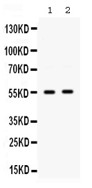 pb9891 1 WB anti glut9 picoband antibody